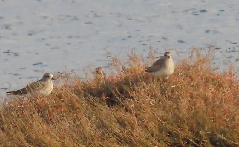 Black-bellied Plover